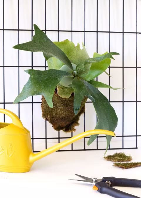 Cây dương xỉ staghorn fern. Loại cây này cần ánh sáng và độ ẩm vừa phải vì thế mà hãy treo cây này trên tường hoặc bậu cửa sổ, nơi vừa đủ ánh sáng để nó sinh sống.