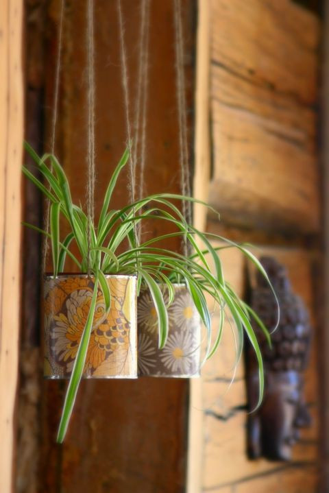 Cây dây nhện. Đặt một chậu cây trên bệ hay treo một giỏ ngoài cửa sổ đầy nắng, cây sẽ vừa tô điểm thêm màu xanh cho căn nhà lại giúp bạn lọc phân tử formaldehyde, benzene trong không khí.