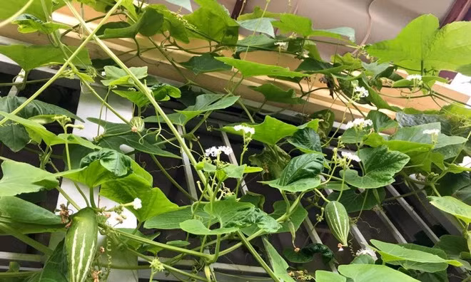 Da mat vuon rau ban cong mini an khong xue cua nguoi Viet-Hinh-2