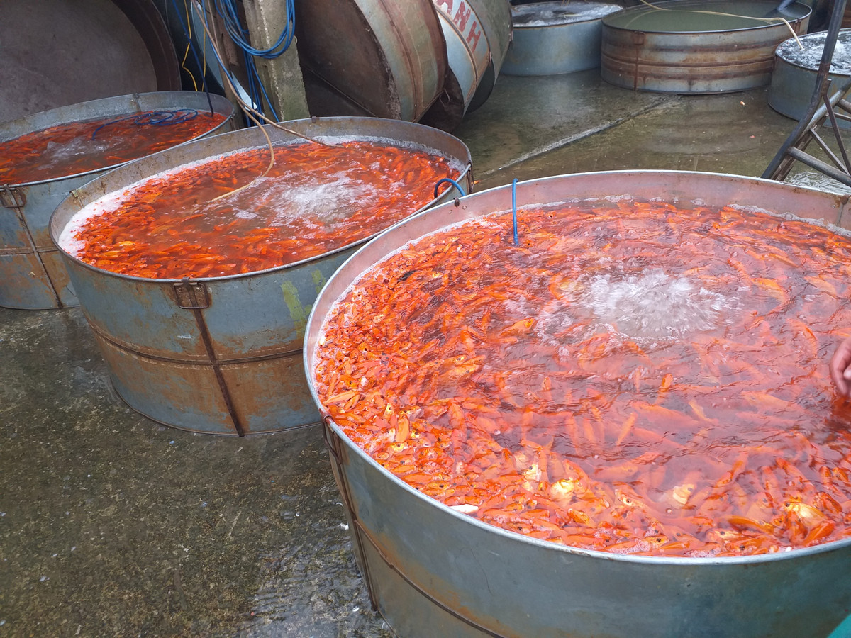 Từ đây, cá sẽ được chuyển đến các chợ khác như Long Biên, Dịch Vọng Hậu, rồi về đến các chợ dân sinh nhỏ hơn, phục vụ nhu cầu cúng ông Công ông Táo của người dân...