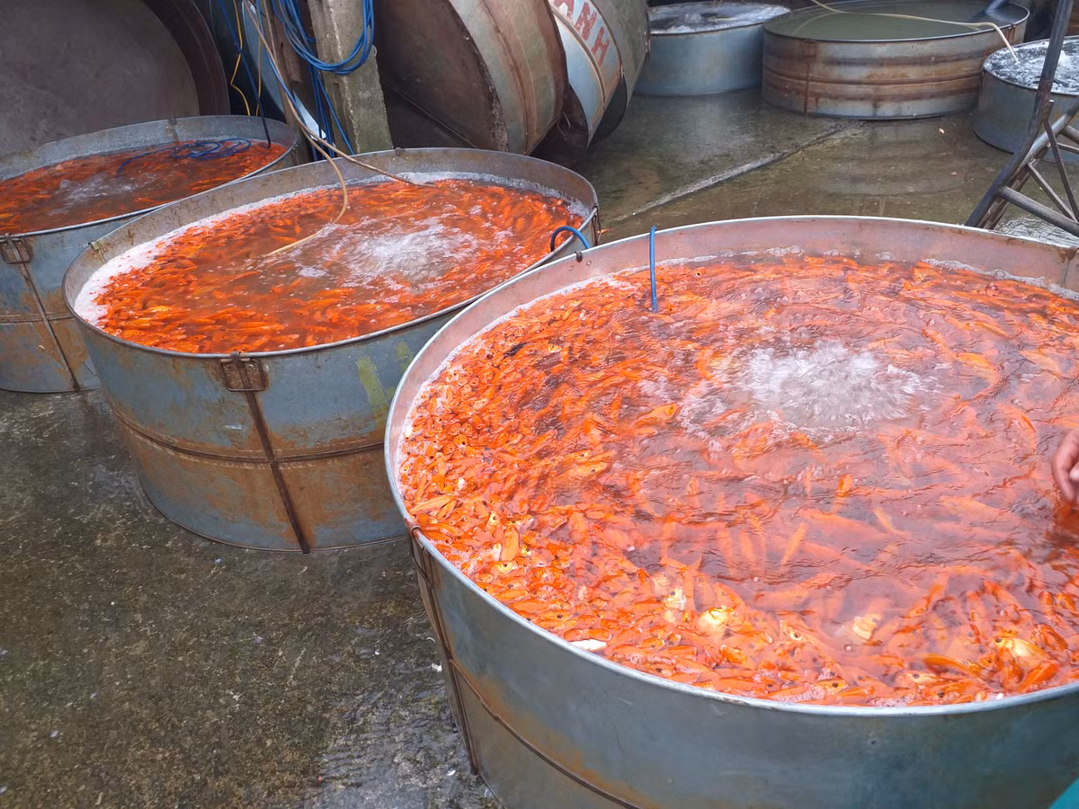 Từ đây, cá sẽ được chuyển đến các chợ khác như Long Biên, Dịch Vọng Hậu, rồi về đến các chợ dân sinh nhỏ hơn, phục vụ nhu cầu cúng ông Công ông Táo của người dân...