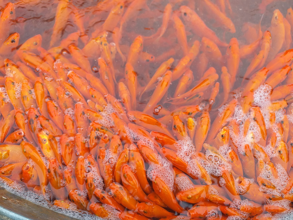 Cụ thể, cá chép đỏ có giá bán buôn dao động từ 180.000 - 250.000 đồng/kg. Có những loại cá khỏe, đẹp hơn thì giá cao hơn