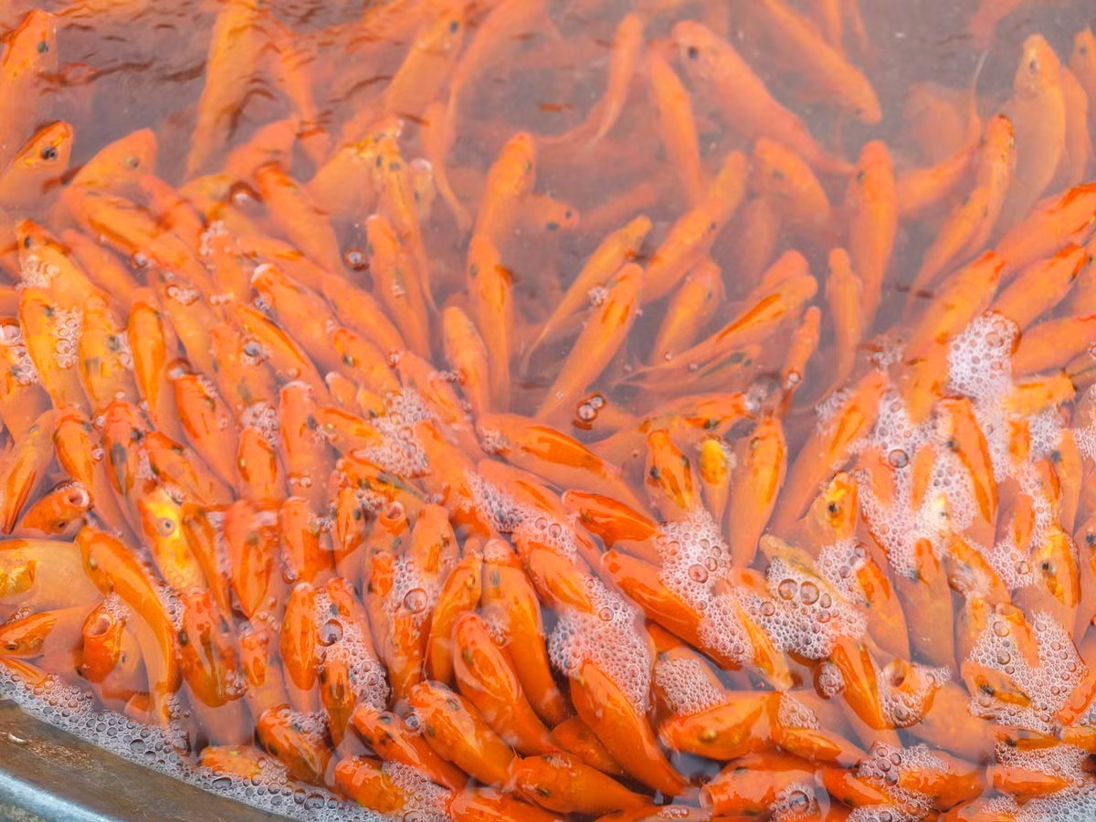 Cụ thể, cá chép đỏ có giá bán buôn dao động từ 180.000 - 250.000 đồng/kg. Có những loại cá khỏe, đẹp hơn thì giá cao hơn