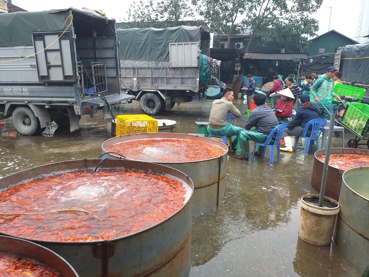 Bên cạnh đó, nhiều tiểu thương khác sẵn sàng mua từ 10 - 40 kg để đem về bán ở các chợ cóc.