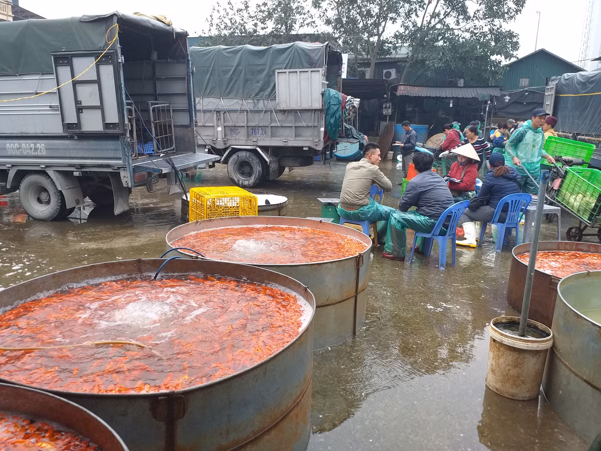 Bên cạnh đó, nhiều tiểu thương khác sẵn sàng mua từ 10 - 40 kg để đem về bán ở các chợ cóc.