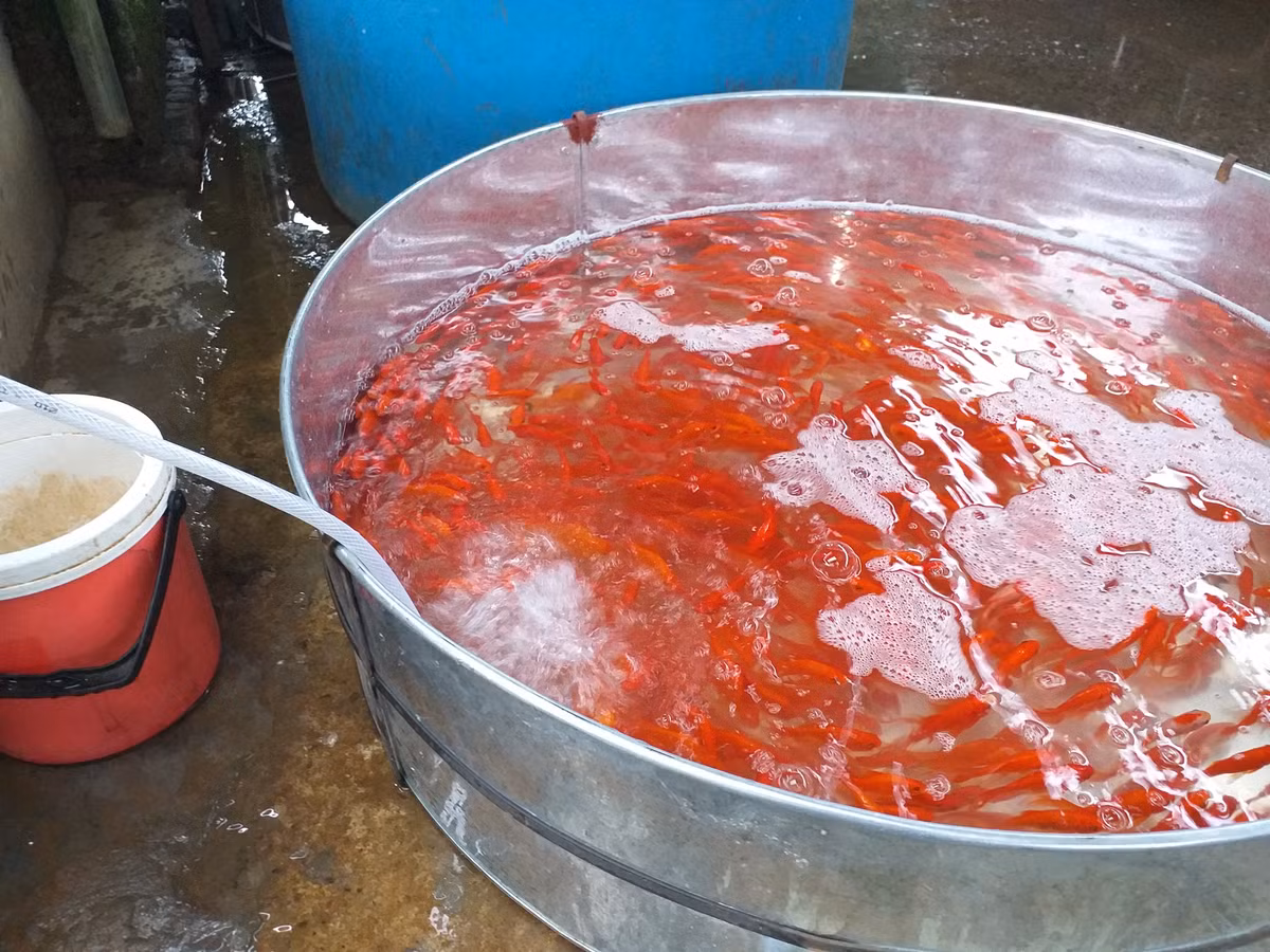 Anh Mạnh, một tiểu thương khác ở chợ cho biết: "Anh chỉ bán từ hôm nay đến tầm trưa 23 thì nghỉ. Chắc cũng thu về trăm triệu".