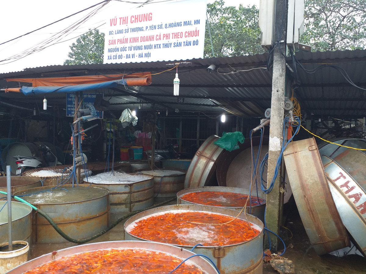 Tại chợ đầu mối, cá chép chỉ bán buôn chứ không bán lẻ.