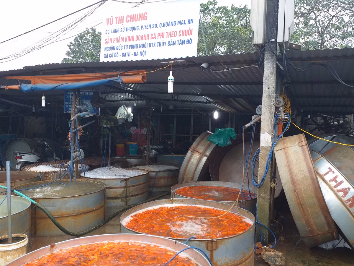 Tại chợ đầu mối, cá chép chỉ bán buôn chứ không bán lẻ.