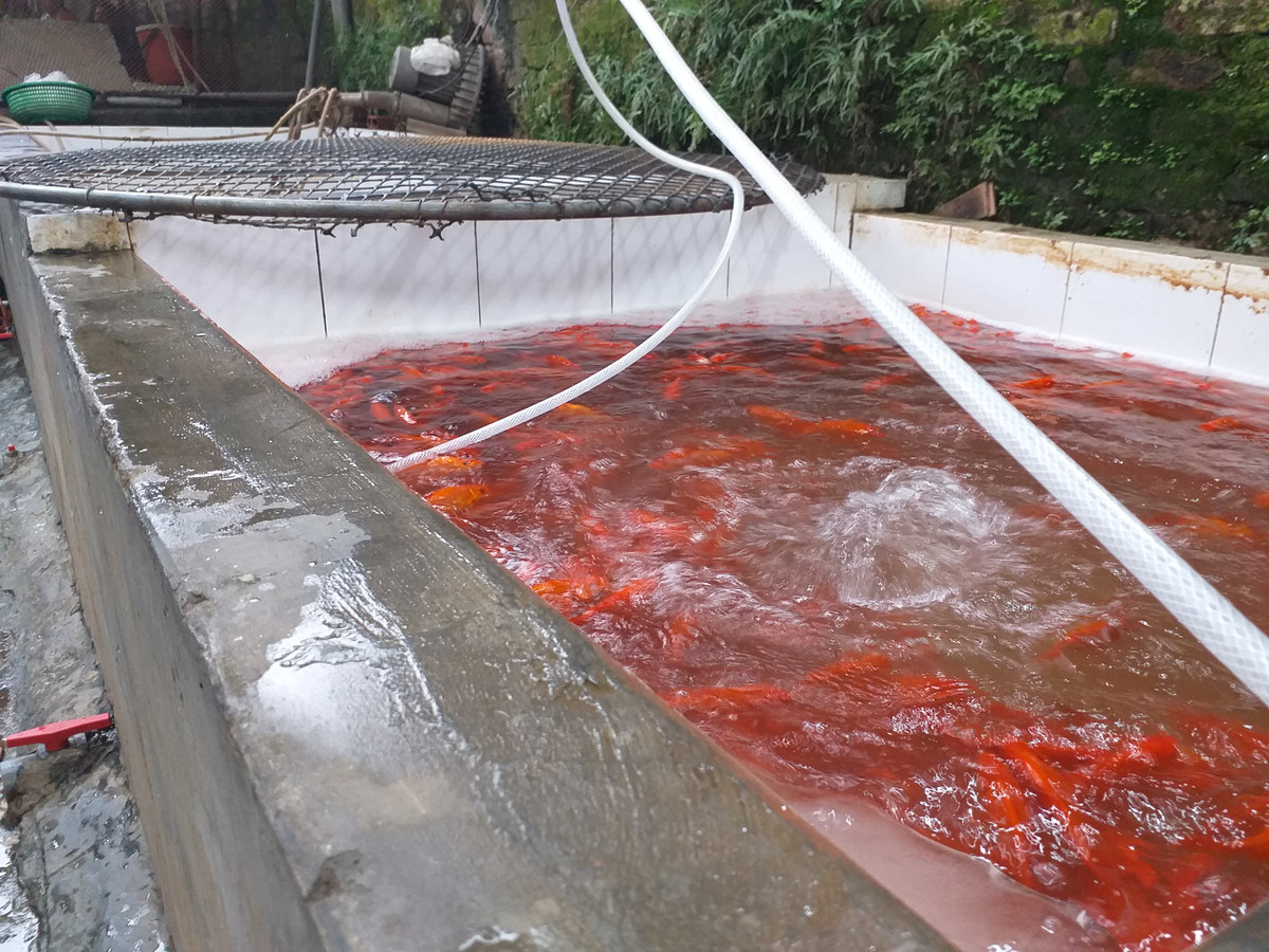 Cá được các tiểu thương chăm sóc rất kĩ càng, chờ đợi ngày bội thu lớn nhất trong năm.