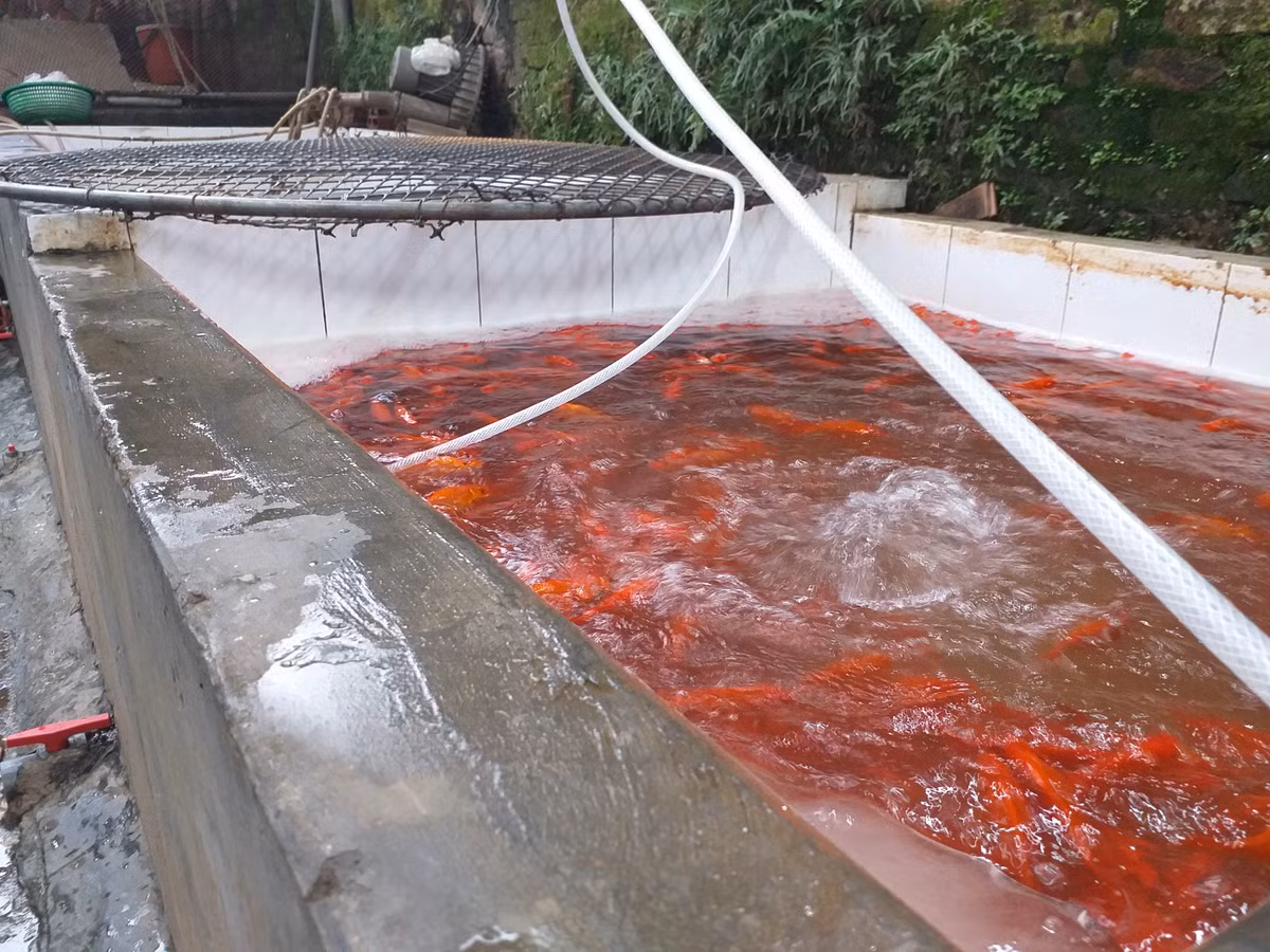 Cá được các tiểu thương chăm sóc rất kĩ càng, chờ đợi ngày bội thu lớn nhất trong năm.