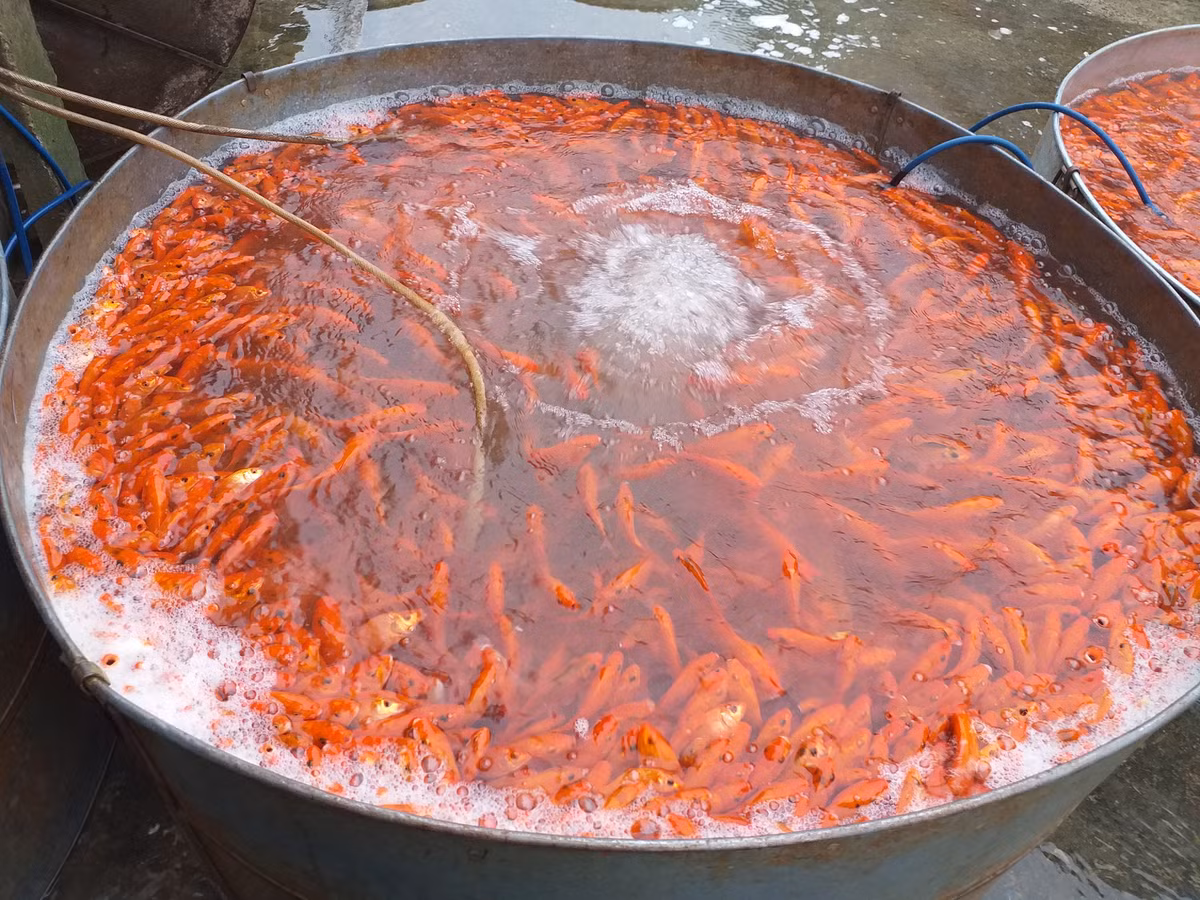 Theo chị, nếu có người mua lẻ thì chị vẫn bán với giá 50.000 đồng/3 con.