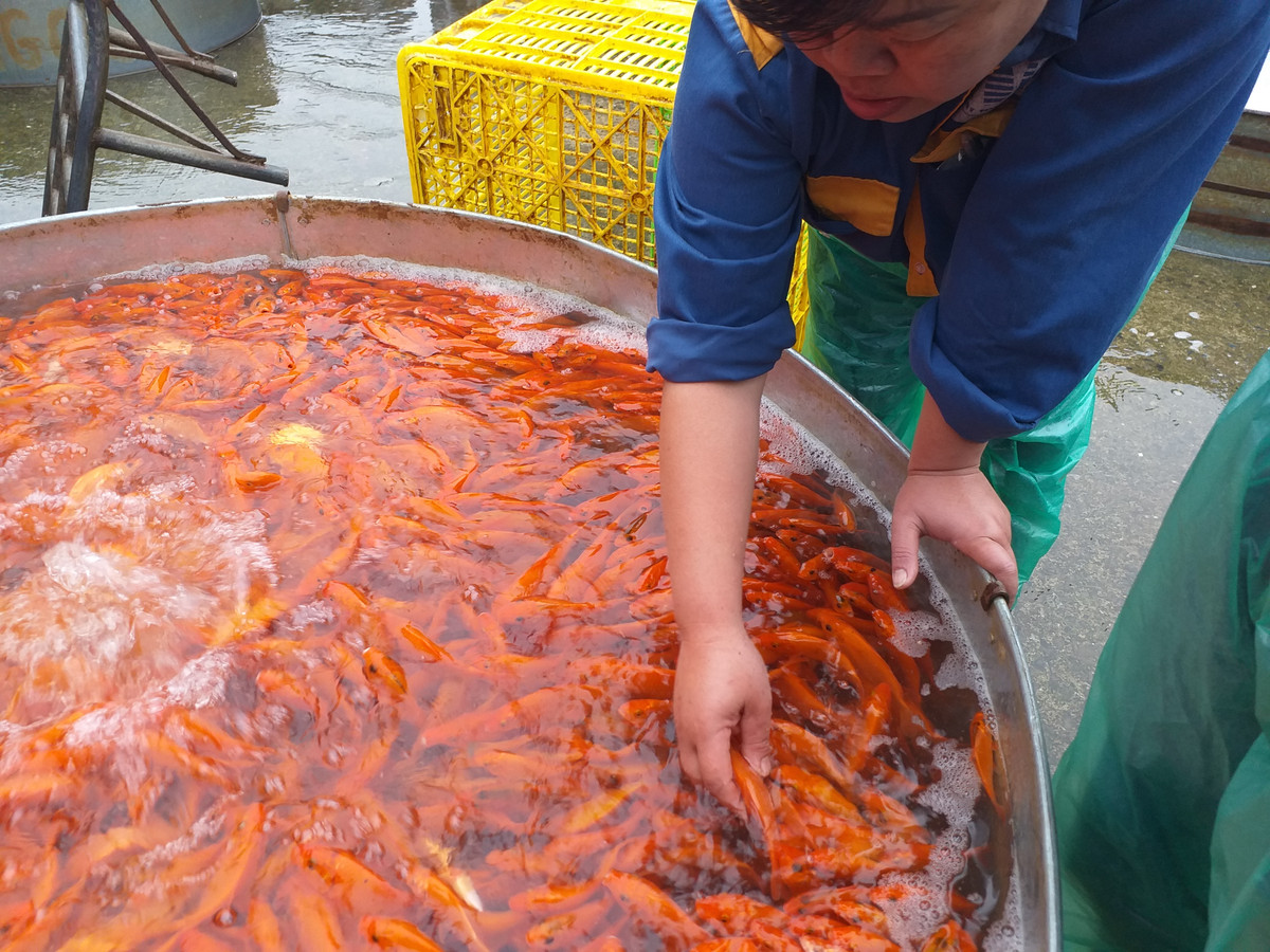 Chị Gái, một tiểu thương khác tại chợ Yên Sở cho biết, ngày 23 tháng Chạp năm nay sẽ rơi vào đầu tuần nên số lượng người mua dự đoán sẽ không quá lớn. Thay vào đó, hai ngày cuối tuần là thứ 7 và Chủ nhật sẽ đông người mua hơn.