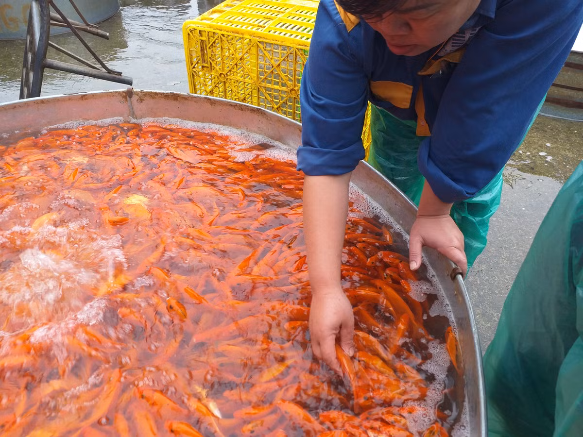 Chị Gái, một tiểu thương khác tại chợ Yên Sở cho biết, ngày 23 tháng Chạp năm nay sẽ rơi vào đầu tuần nên số lượng người mua dự đoán sẽ không quá lớn. Thay vào đó, hai ngày cuối tuần là thứ 7 và Chủ nhật sẽ đông người mua hơn.