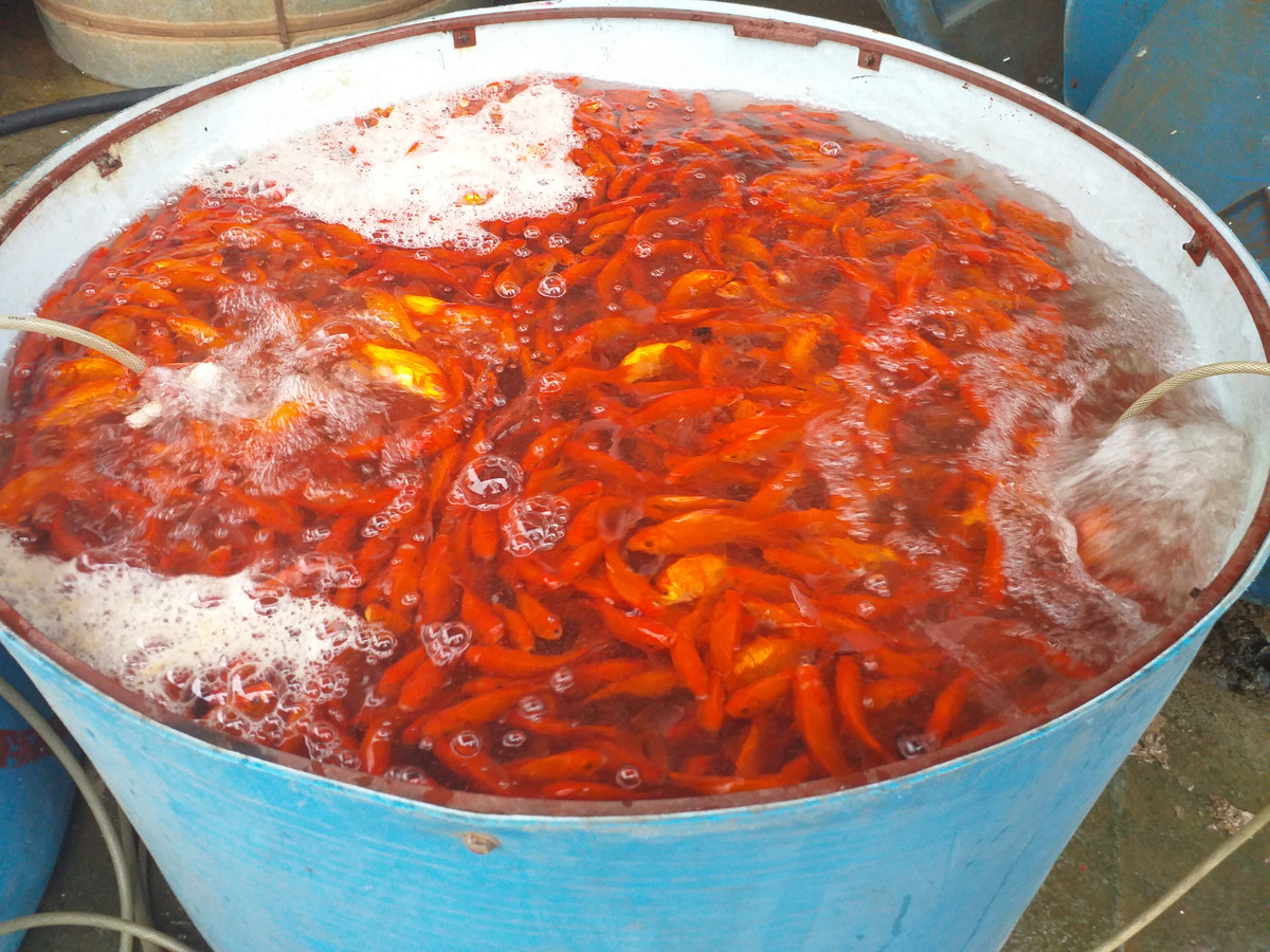 Hầu hết các loài cá đều được thương lái nhập về từ các tỉnh lân cận Hà Nội như Hải Dương, Phú Thọ, Nam Định...