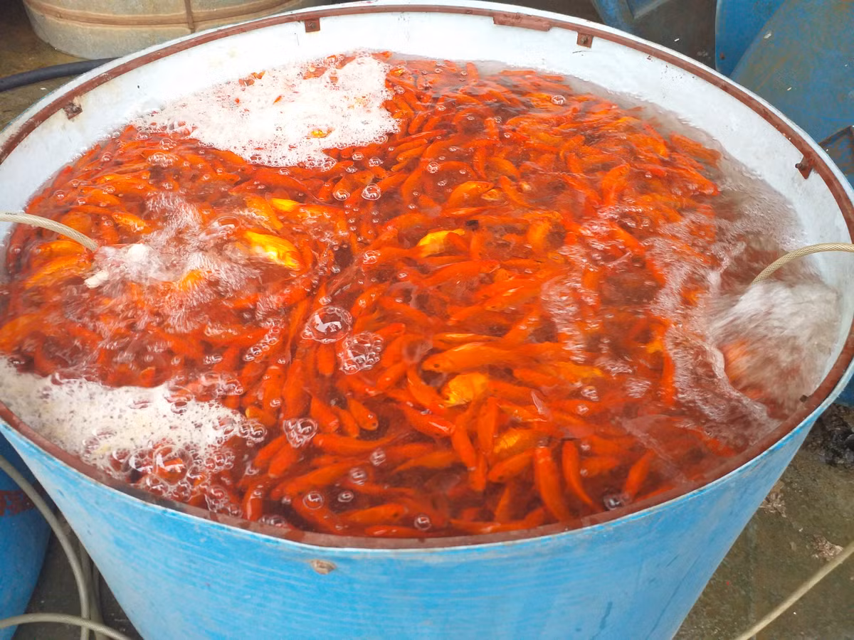 Hầu hết các loài cá đều được thương lái nhập về từ các tỉnh lân cận Hà Nội như Hải Dương, Phú Thọ, Nam Định...