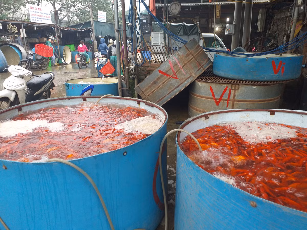 Thuong lai kiem bon tu ca chep cung ong Cong, ong Tao