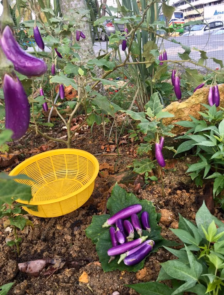 Hình ảnh cây cà tím quả lủng lẵng rất hấp dẫn. Nguồn ảnh: FBNV.