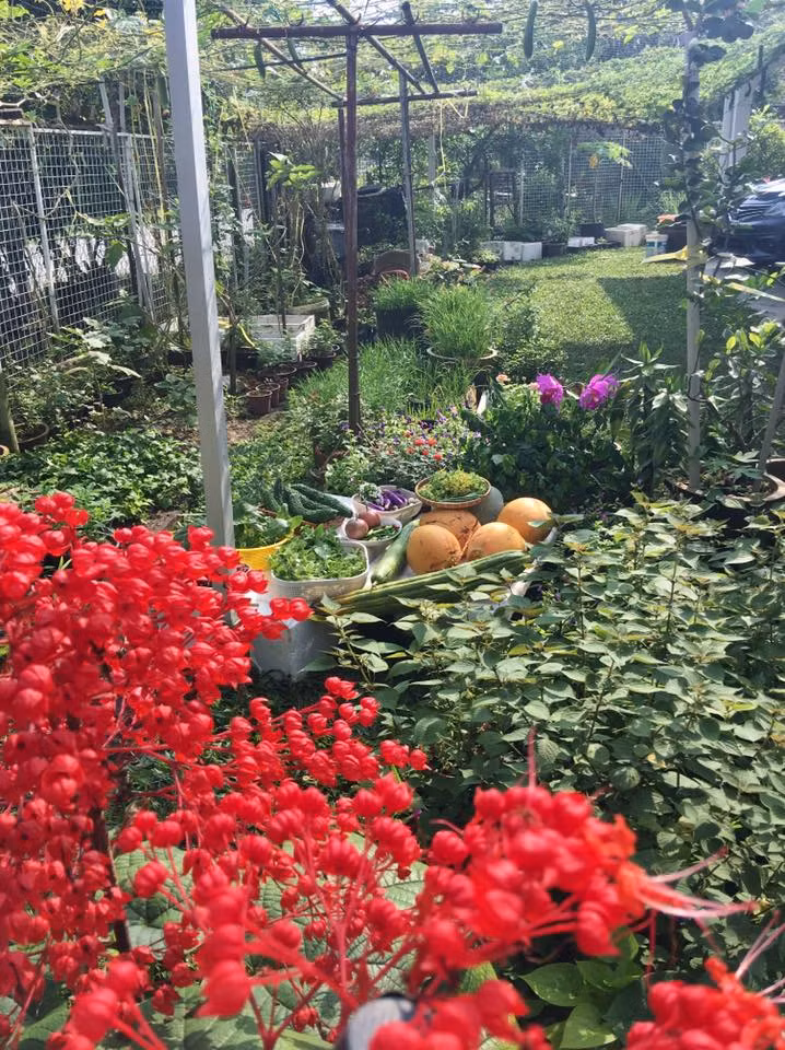 Chị Diemly Huynh ở Malaysia vừa chia sẻ những hình ảnh về "chiến lợi phẩm" thu được vườn rau xanh mướt do chị tự trồng trên fanpage "Hội những người thích trồng rau" khiến ai ai nhìn vào cũng hết lời khen ngợi.