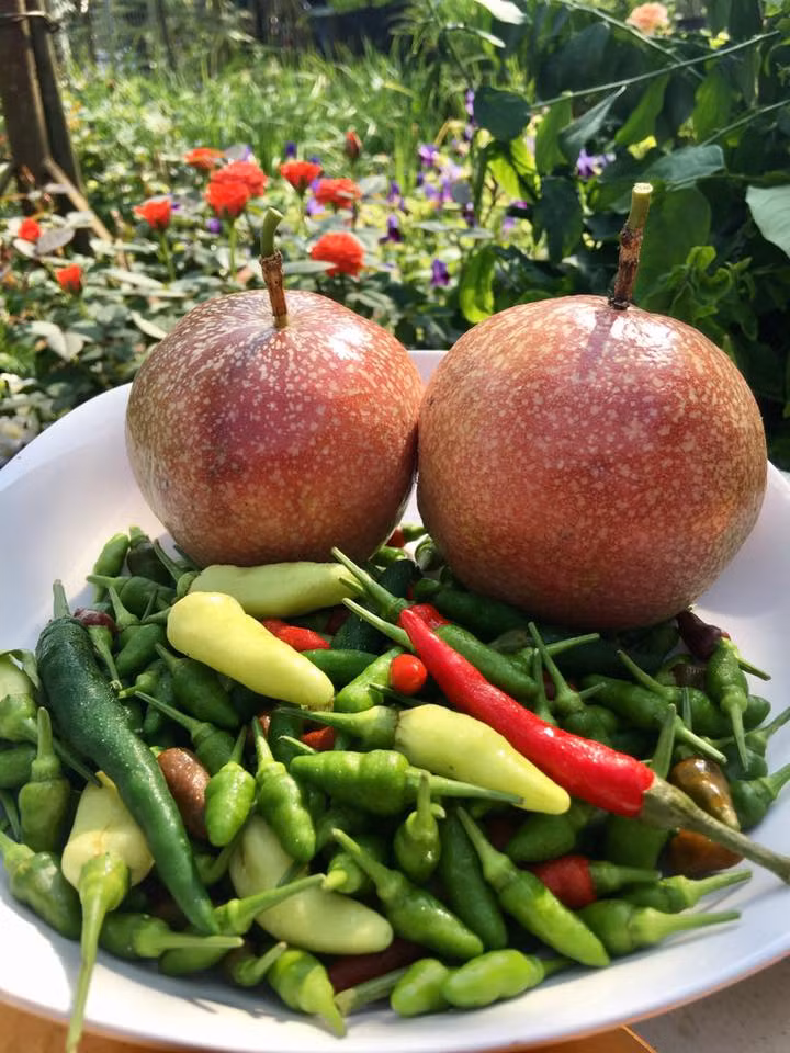 Ớt tươi, chanh leo.