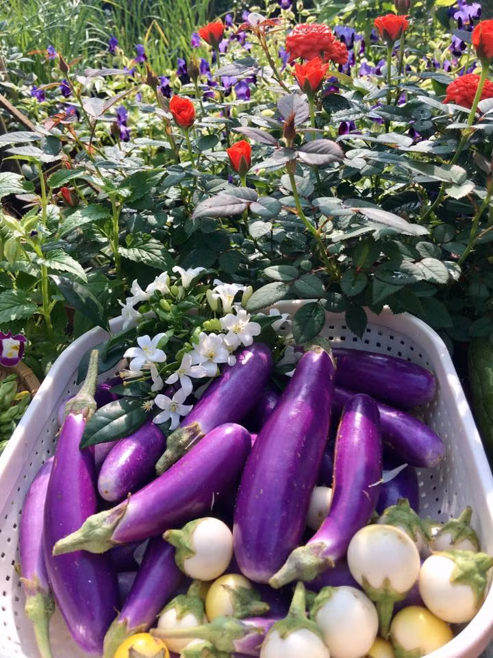 Rổ cà tím và cà pháo tươi ngon của chị Ly.