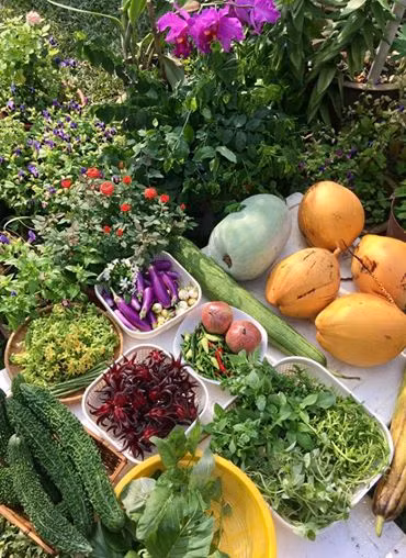 Phải đến trên 10 loại rau, quả tươi xanh vừa được chị Diemly thu hoạch.