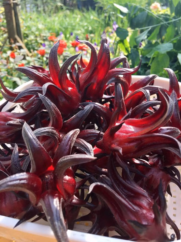 Cận cảnh hoa atiso đỏ vừa hái lên.