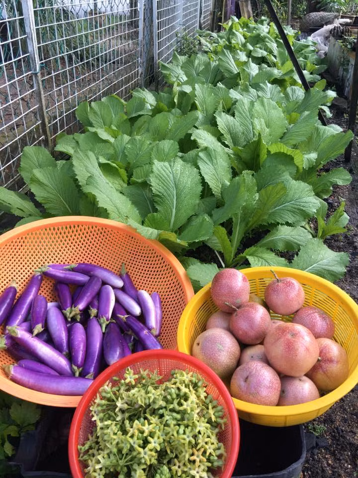 Vườn rau cải bẻ xanh mướt.