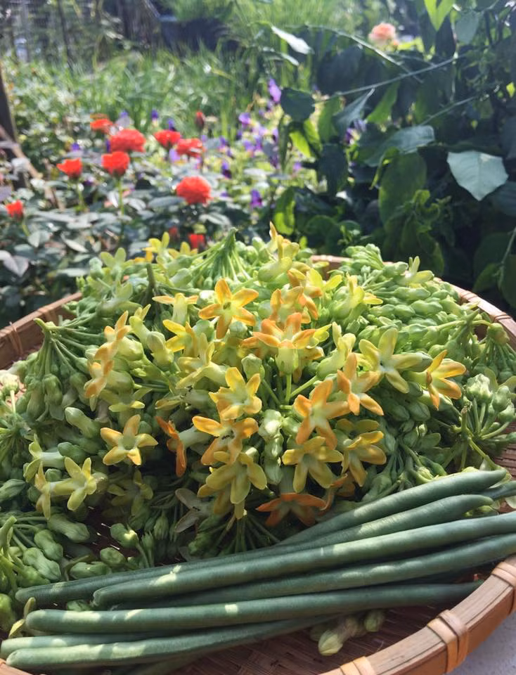 Hoa thiên lý và còn có cả đậu que.