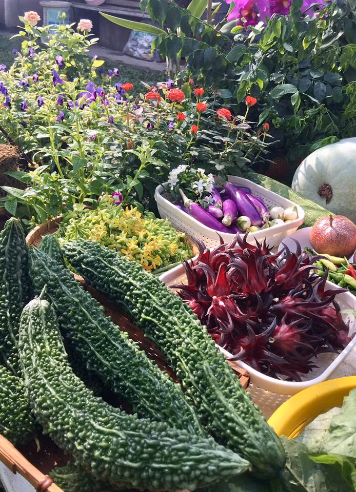 Khổ qua, thiên lý, hoa atiso đỏ... cho thấy vườn rau sạch rất đa dạng các chủng loại.