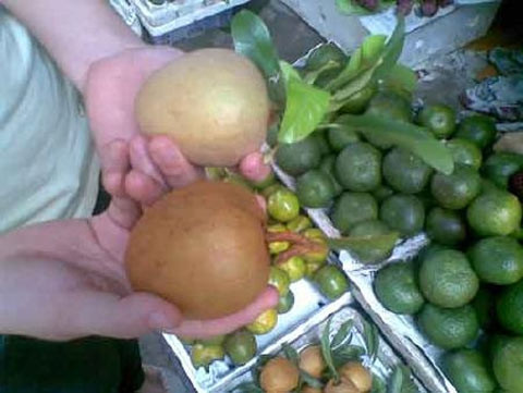 Hồng xiêm cũng là loại quả hay bị phun hóa chất kích thích nhanh chín. Thông thường người dân sẽ thu hoạch đồng loạt hồng xiêm khi đang còn xanh để đảm bảo quả đều, bảo quản tốt trong quá trình vận chuyển. Cho nên, khi đến tay thương lái, quả chưa chín kịp sẽ được phun thuốc cho chín đồng loạt trước khi bán cho người tiêu dùng. Ảnh: ĐSPL.