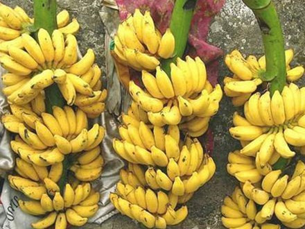 Chuối chín ép là cụm từ không còn xa lạ với người tiêu dùng. Quả chuối chín ép bằng hóa chất thì thân chín vàng đều nhưng cuống vẫn còn có màu xanh và đầu ngọn vẫn dính nhựa. Khi bóc vỏ ra ăn thì chuối vẫn sượng như ăn cơm sống.