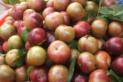 Mận đầu mùa - chạy theo lợi nhuận cao do nhuận đầu mùa thường có giá tăng chóng mặt, nhiều thương lái, thậm chí là người dân không ngại tiêm thuốc kích thích để đảm bảo đủ hàng cung ứng ra thị trường. Ảnh minh họa.