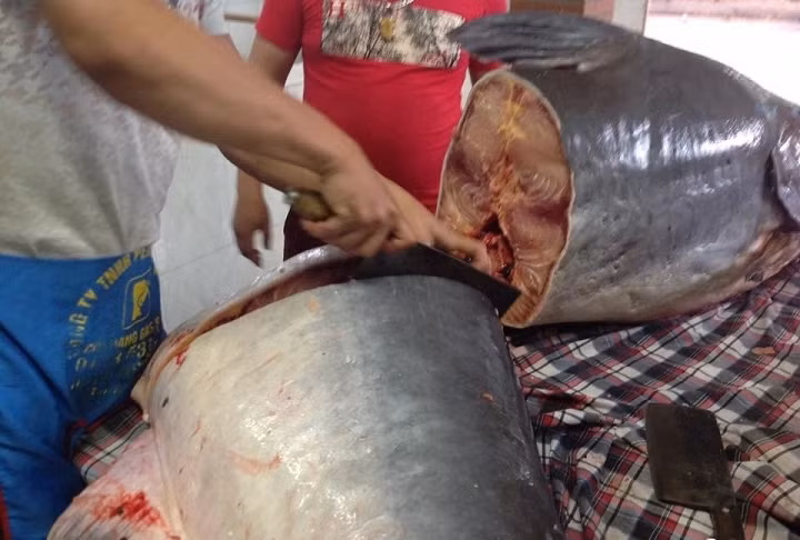 Chú cá khủng này dài đến 3 m, nặng 140kg có giá lên đến hàng trăm triệu đồng. Vì nhu cầu hỏi mua quá nhiều, anh Việt phải cắt thành khoanh để bán. Giá bán khoảng 750 nghìn đồng/kg. Ảnh: VTC New.