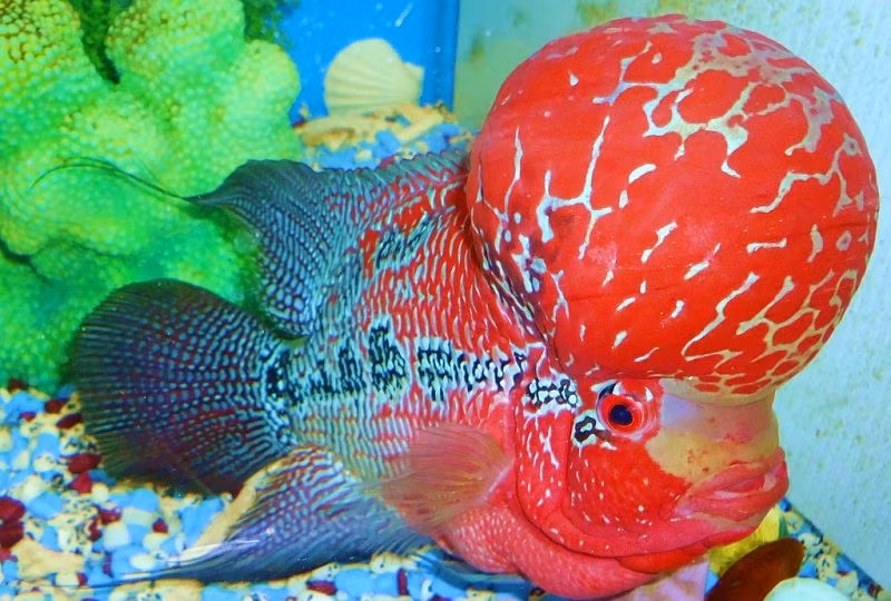 Cá La Hán là một trong những loài cá cảnh đắt đỏ nhưng rất được yêu thích ở Việt Nam bởi hình dáng độc đáo và màu sắc rực rỡ, bắt mắt của nó. Ảnh: Thukieng.