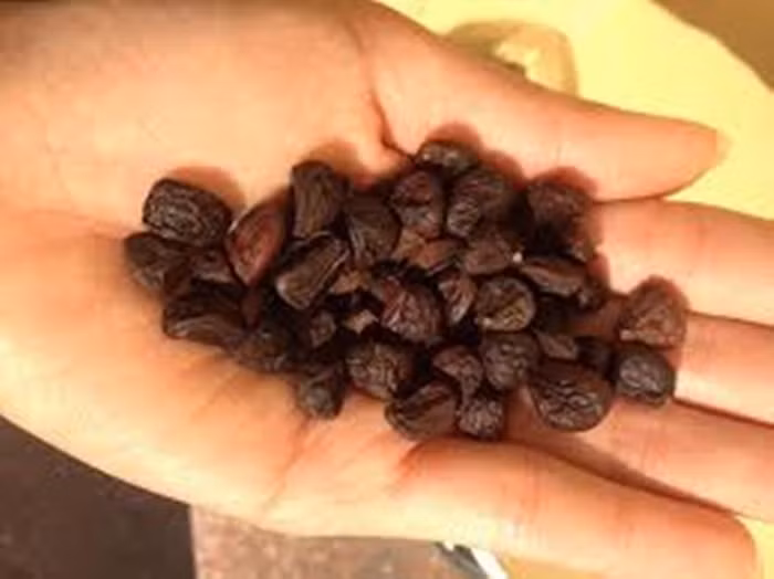 Đắt nhất là loại hạt dổi rừng cổ của những cây dổi có tuổi thọ trên 30 năm, có hạt màu đỏ chín tự rụng. Để mua được đúng loại hạt thật cũng không phải dễ dàng gì, bởi đa số hàng thật đều được các nhà hàng thu mua. Ảnh: Hatdoi.