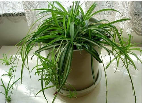 Nhung loai cay “nho nhung co vo” thich hop trong trong phong ngu-Hinh-8