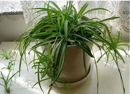 Nhung loai cay “nho nhung co vo” thich hop trong trong phong ngu-Hinh-8