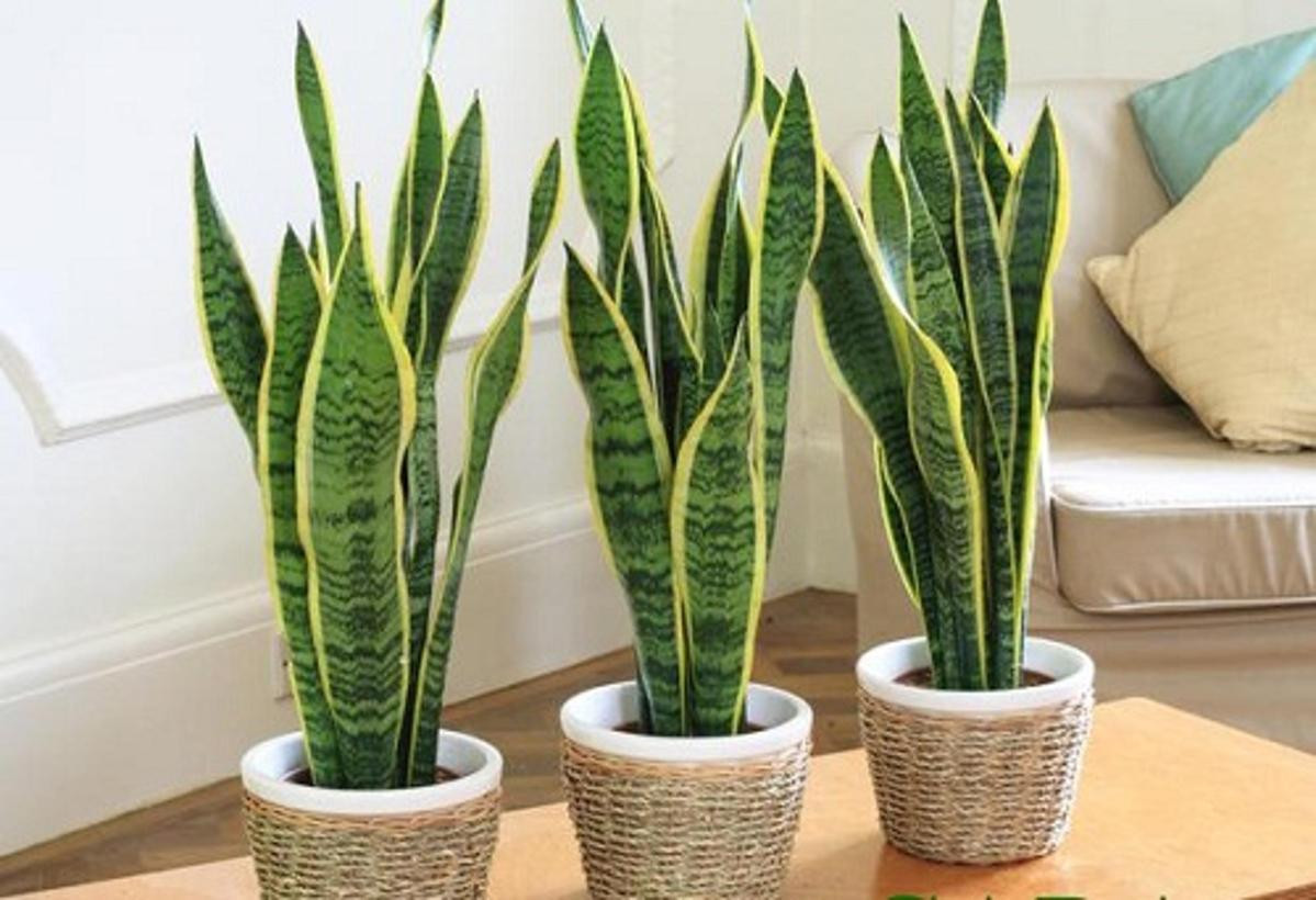 Nhung loai cay “nho nhung co vo” thich hop trong trong phong ngu-Hinh-5