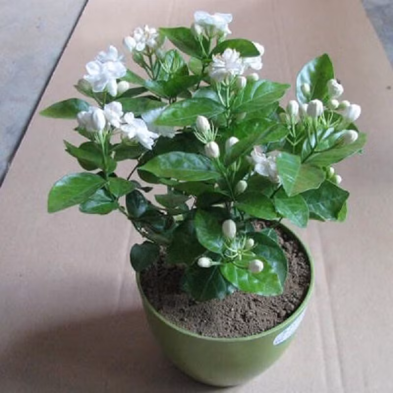 Nhung loai cay “nho nhung co vo” thich hop trong trong phong ngu-Hinh-9