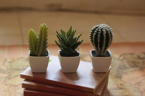 Nhung loai cay thich hop trang tri cua so nho xinh-Hinh-6