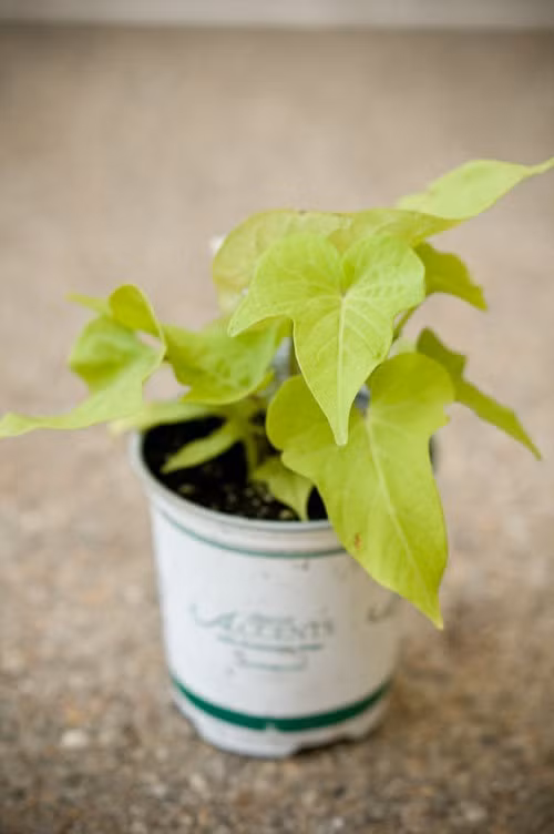 Nhung loai cay thich hop trang tri cua so nho xinh-Hinh-5