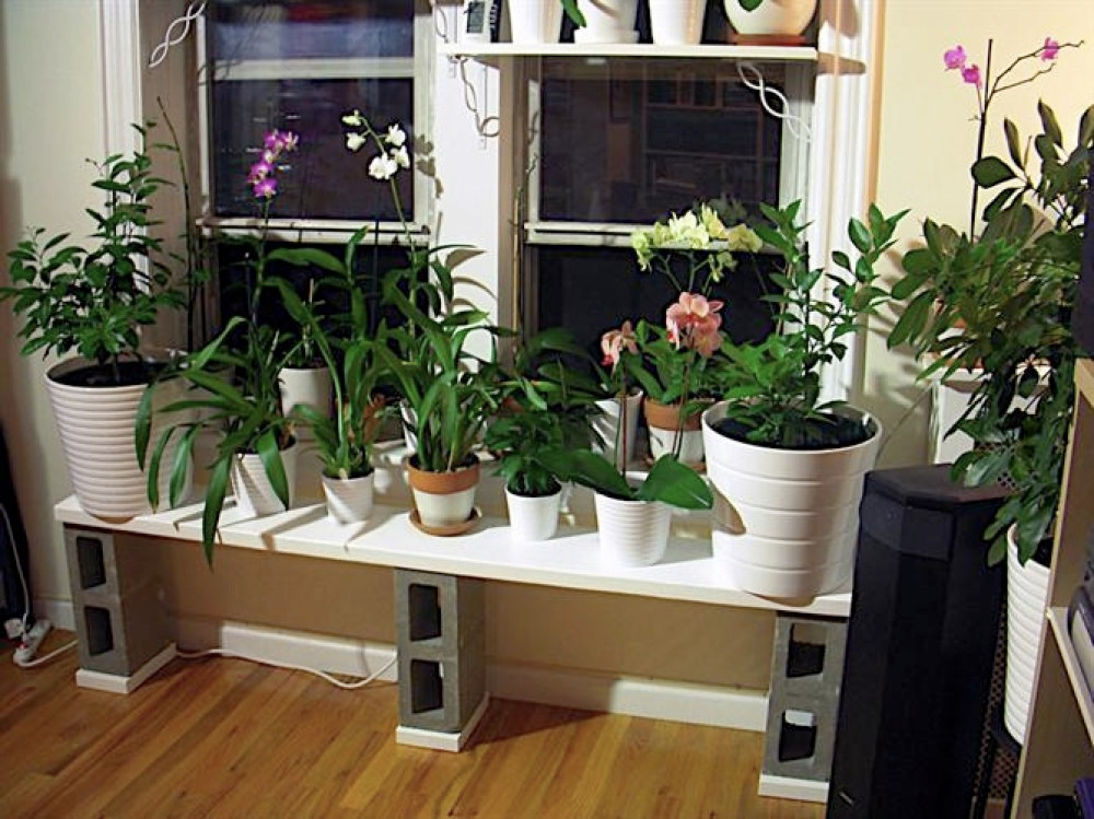 Nhung loai cay thich hop trang tri cua so nho xinh-Hinh-10