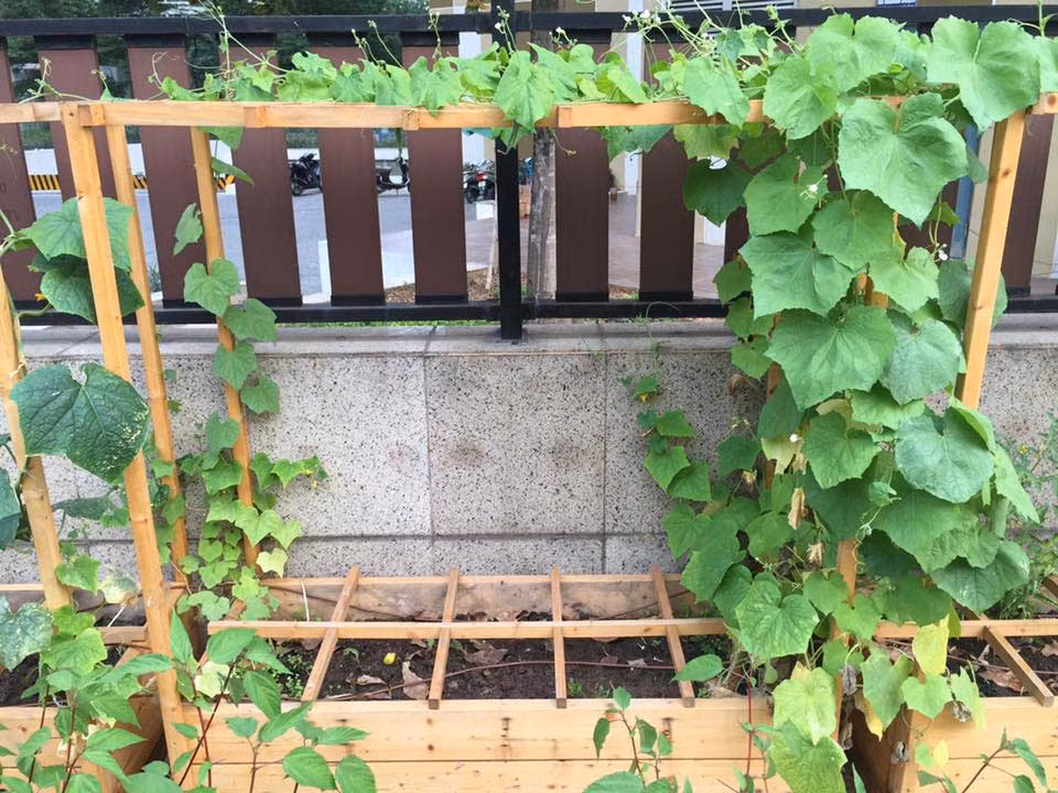 Giàn cho cây leo lên cũng được dựng khung gỗ gọn gàng và đẹp mắt.