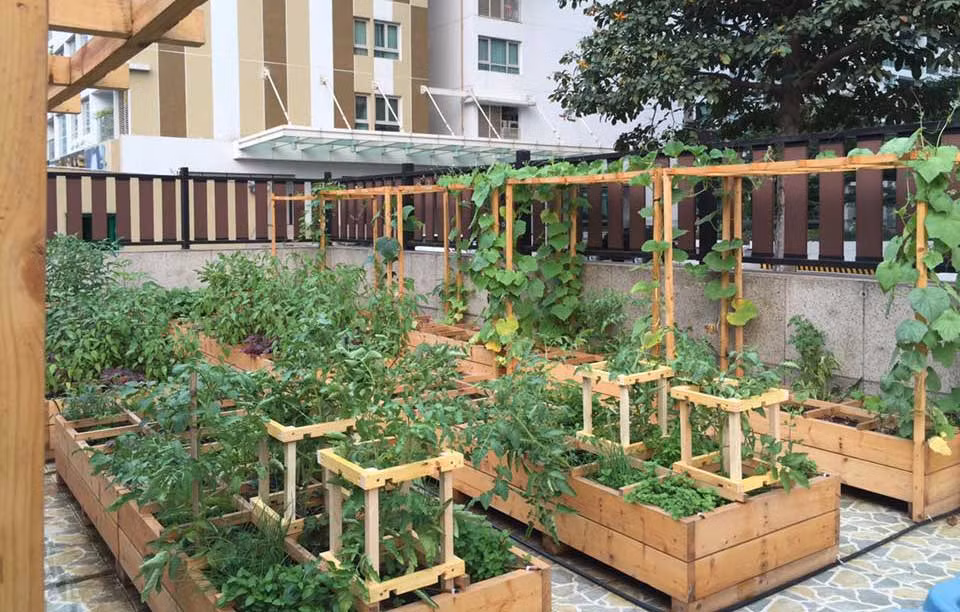 Những vườn rau sạch đẹp, chắc chắn trên sân thượng những ngôi biệt thự khiến nhiều người mê mẩn.