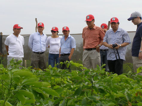 HAGL no “khung” the nao truoc khi duoc THACO 