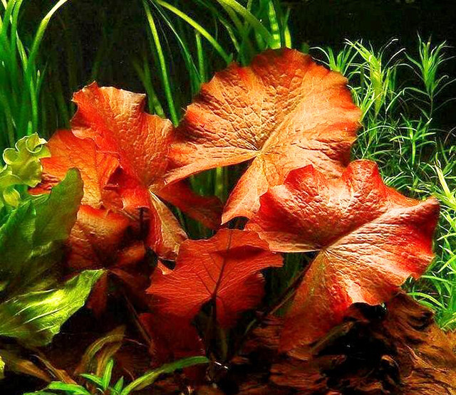 Nếu muốn tạo vẻ yên bình, dân dã mà vẫn rực sắc màu thì cây súng xác pháo là lựa chọn không thể bỏ qua. Ảnh: aquamery.