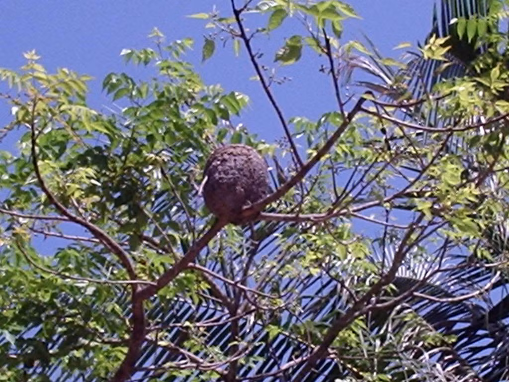 Tháng 3, tháng 4 là thời điểm trứng kiến nhiều và to nhất nên là mùa cao điểm săn trứng kiến làm đặc sản bán cho khách đại gia. Thông thường tổ kiến nằm trên những ngọn cây cao chót vót nên việc săn trứng kiến khá vất vả. Ảnh: Baogialai.