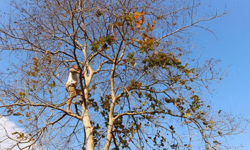 Nhưng với những cây cao chót vót như thế này, để lấy được ổ trứng kiến không còn cách nào khác là phải tự thân leo lên để bắt. Ảnh: Baonghean.