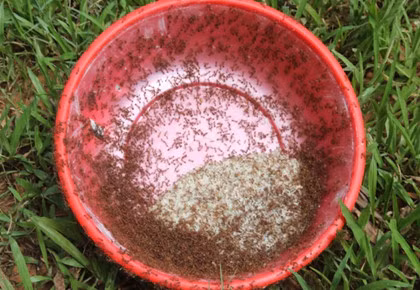 ... để kiến nhanh chóng tản ra ngoài chỉ còn lại những hạt trứng kiến. Ảnh: Baonghean.