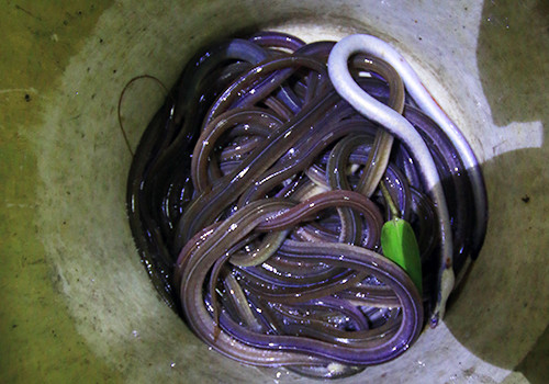 Họ chỉ cần bộ dụng cụ rất đơn giản như đèn soi và một chiếc vợt dài. Loại đặc sản này chỉ đến khi nước lũ dâng lên và cuốn theo đất đỏ từ đầu nguồn trôi về hạ du, lúc này cá sẽ nổi trên mặt nước và thợ săn mới dùng vợt để vớt. Lệch có hình dạng giống như lươn và chúng rất nhanh, ngoi lên giây lát lại lặn xuống. Ngày xưa, cá lệch được bán với giá khoảng 40-50.000 đồng/kg nhưng từ khi nó thành đặc sản của Hội An thì giá đội lên đến 280.000 đồng/kg.